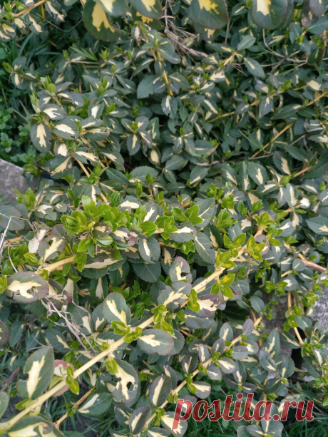 Бересклет Форчуна «Солнечное пятно» (Euonymus fortunei «Sunspot»)