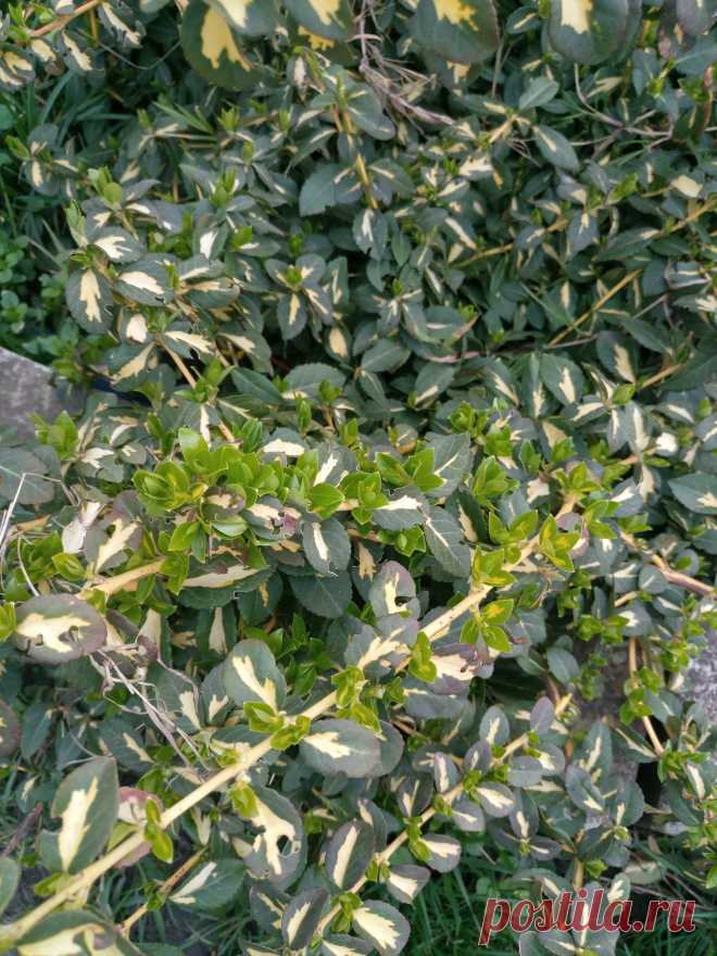 Бересклет Форчуна «Солнечное пятно» (Euonymus fortunei «Sunspot»)