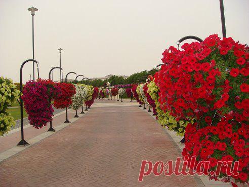 Парк цветов Дубаи