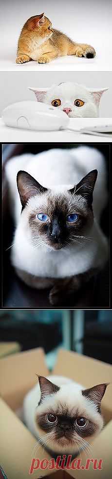 Galina Neva: Звериный позитив ツ | Постила.ru