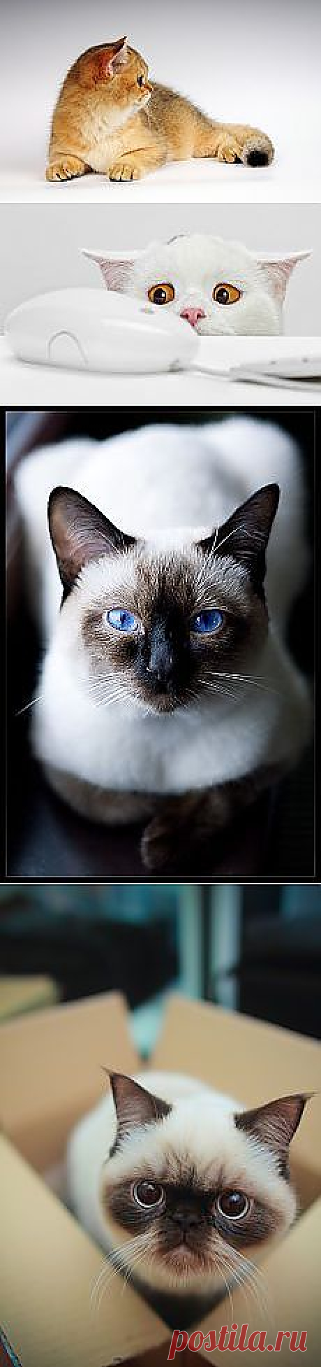 Galina Neva: Звериный позитив ツ | Постила.ru