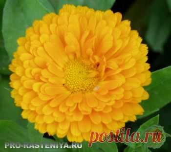 Выращивание календулы в саду и на срезку. - Сайт о растениях