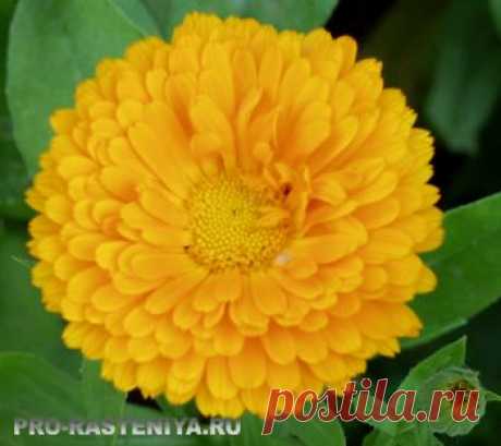 Выращивание календулы в саду и на срезку. - Сайт о растениях