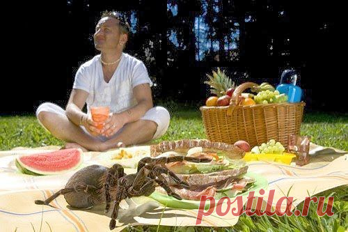 Самое интересное в мире: Крупнейший паук Изображенный здесь Рози,... - natali5357@mail.ru - Почта Mail.Ru