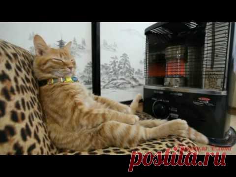 Хочу красивого..         прикольн