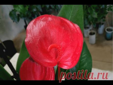 Как пересаживать антуриум Шерцера из магазина? (How to plant Anthurium scherzerianum?)