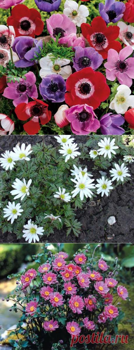 Эти ветреницы-анемоны | Наш дом
