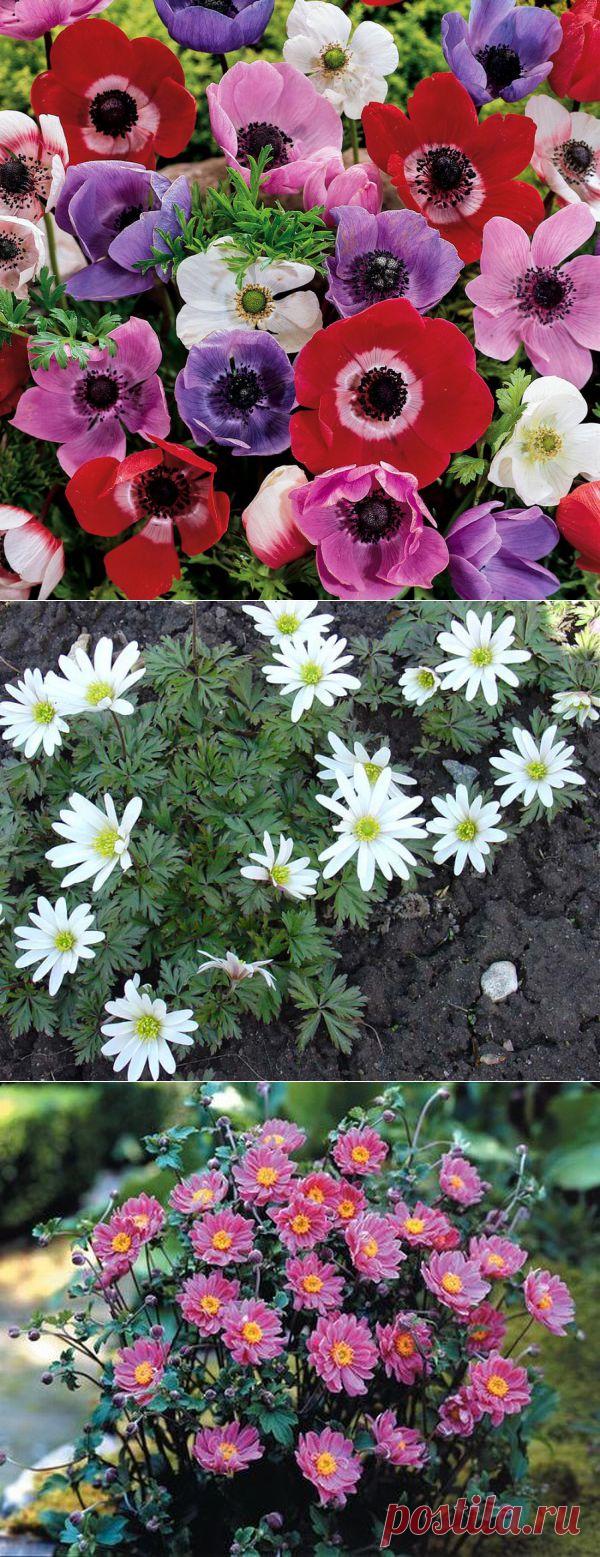 Эти ветреницы-анемоны | Наш дом