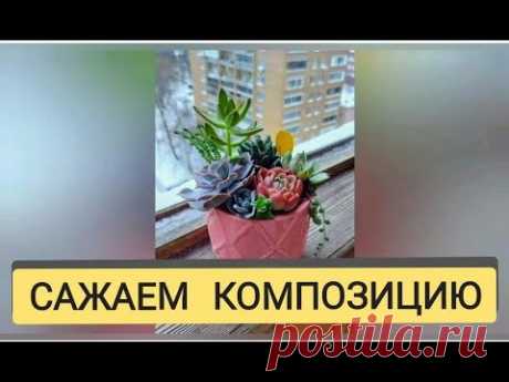 Композиция из суккулентов 5