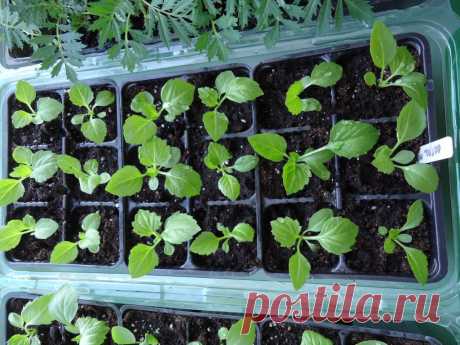 ВСЕ ХИТРОСТИ ВЫРАЩИВАНИЕ РАССАДЫ АСТРЫ. ВСЕ ХИТРОСТИ ВЫРАЩИВАНИЕ РАССАДЫ АСТРЫ.