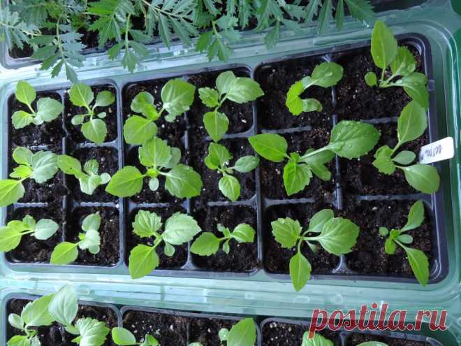 ВСЕ ХИТРОСТИ ВЫРАЩИВАНИЕ РАССАДЫ АСТРЫ. ВСЕ ХИТРОСТИ ВЫРАЩИВАНИЕ РАССАДЫ АСТРЫ.