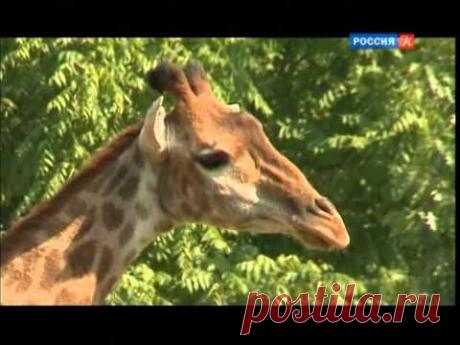 Андрияка С.Н. Уроки рисования 16. Жираф.mp4