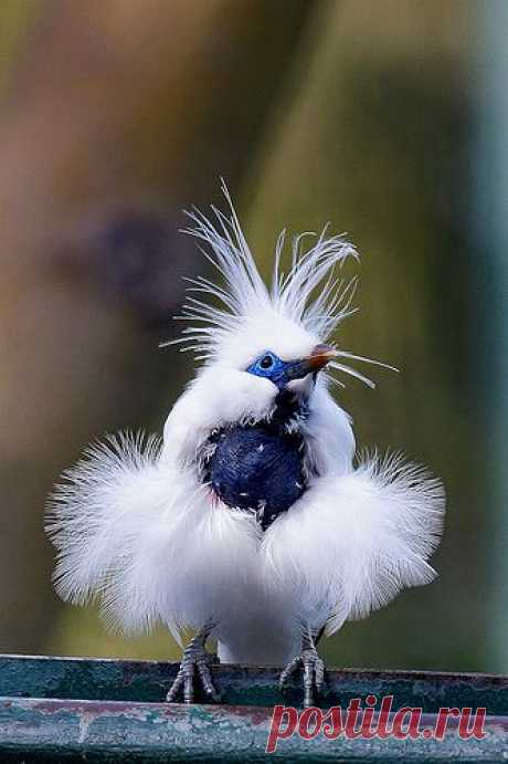 Bali Mynah | Flickr - Photo Sharing! | Feathers &amp; Fur