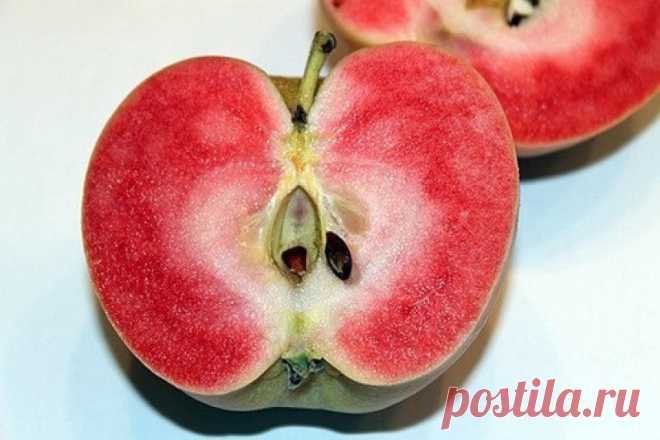 Какие плоды «прячутся» под словом яблоко