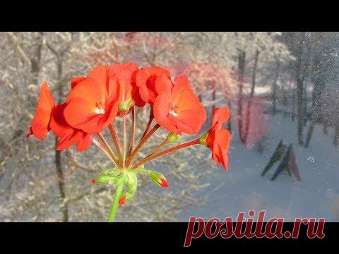 Почему вытягиваются герани  Как ухаживать за пеларгонией зимой