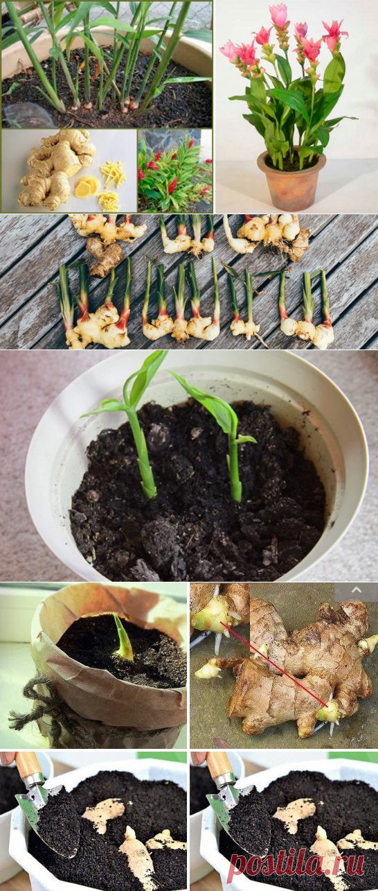 Как правильно в домашних условиях вырастить имбирь