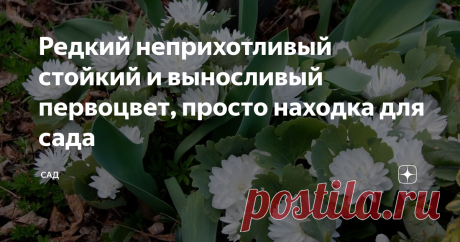Редкий неприхотливый стойкий и выносливый первоцвет, просто находка для сада Махровая Сангвинария стойка и вынослива, как подснежник, прекрасна и роскошна, как водяная лилия. Поселив в своём саду этот удивительный первоцвет он будет каждую весну удивлять белоснежной красотой. Цветок пышный трудно оторвать глаза во время цветения от нежных белоснежных цветов, появившихся ранней весной.
Появляется сразу же с таянием снега, как только сойдёт снег и прогреется земля и
