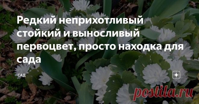 Редкий неприхотливый стойкий и выносливый первоцвет, просто находка для сада Махровая Сангвинария стойка и вынослива, как подснежник, прекрасна и роскошна, как водяная лилия. Поселив в своём саду этот удивительный первоцвет он будет каждую весну удивлять белоснежной красотой. Цветок пышный трудно оторвать глаза во время цветения от нежных белоснежных цветов, появившихся ранней весной.
Появляется сразу же с таянием снега, как только сойдёт снег и прогреется земля и