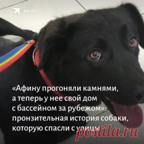 Нос пуговкой, добрые глаза, еле ползает на трех лапах — у собаки-инвалида почти не было шансов выжить на улице. Но это все было вчера. А сегодня дворняжка не только выжила, но переехала в Германию и живет в доме с бассейном:
 https://www.kp.ru/daily/27259/4391011/?from=smm