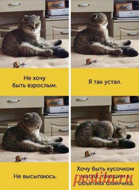 Мимика котиков, которой можно только позавидовать