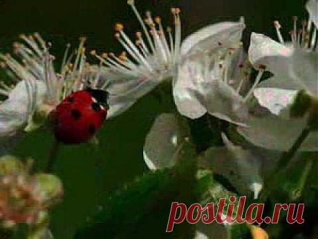 ▶ Как прекрасны цветы! - YouTube