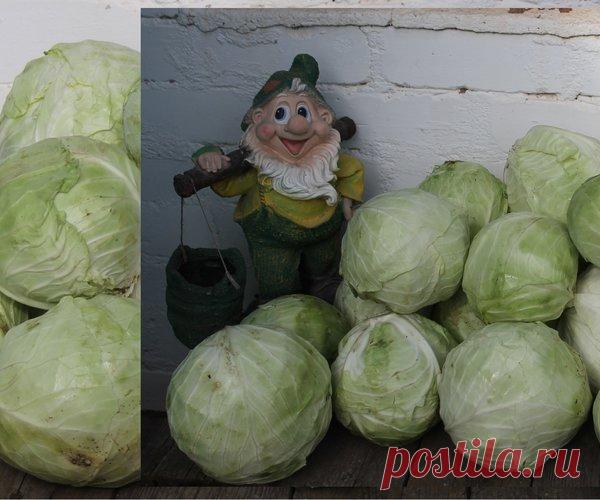 Квасим капусту без 