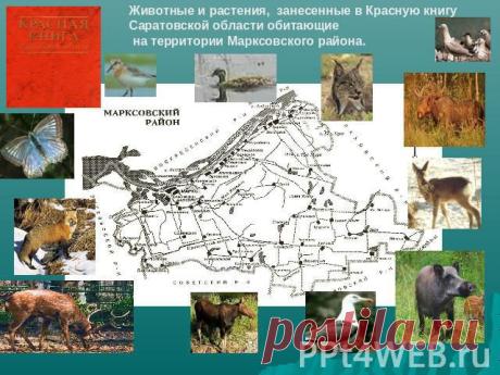 Животные и растения, занесенные в Красную книгу Саратовской области обитающие на территории Марксовского района - презентация к уроку Окружающий мир
