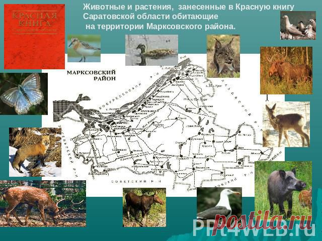 Животные и растения, занесенные в Красную книгу Саратовской области обитающие на территории Марксовского района - презентация к уроку Окружающий мир