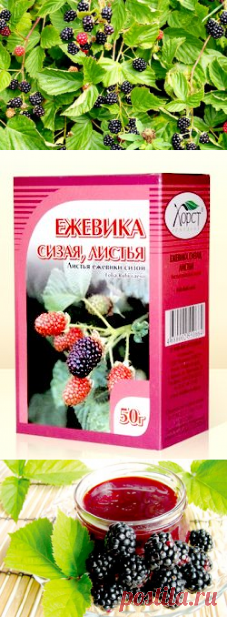 Ежевика - полезные свойства и противопоказания чёрной ягоды.