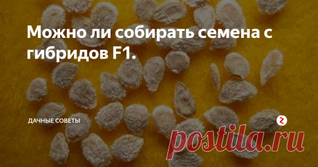 Можно ли собирать семена с гибридов F1. Каждый огородник при покупке семян тщательно изучает пакетики.  На многих упаковках с сеянцами перца, помидор и огурцов имеется надпись  F1. Что же она означает, для чего производители указывают такую  непонятную информацию?
Некоторые дачники, увидев такую надпись, считают, что F1 означает ГМО,  но это мнение ошибочное. Общего между двумя надписями ничего нет. Семена  с пометкой F1 не принесут ник
