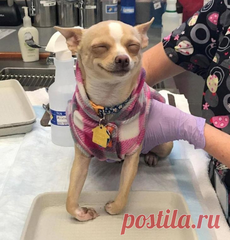 20 смешных собак, чья неподражаемая глупость не может не умилять Собаки — лучшие животные на планете. И сейчас мы не преувеличиваем. Они добрые, преданные, любящие, и все эти положительные качества с лихвой перекрывают все какашки и погрызенную мебель. Тем не менее...