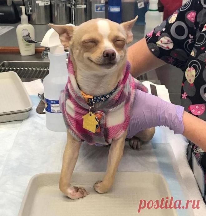 20 смешных собак, чья неподражаемая глупость не может не умилять Собаки — лучшие животные на планете. И сейчас мы не преувеличиваем. Они добрые, преданные, любящие, и все эти положительные качества с лихвой перекрывают все какашки и погрызенную мебель. Тем не менее...