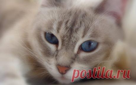 Обои Красивый кот с голубыми глазами на рабочий стол, страница