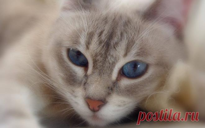 Обои Красивый кот с голубыми глазами на рабочий стол, страница