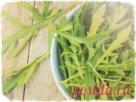 Чем полезна руккола для нашего здоровья - секреты ароматной травы