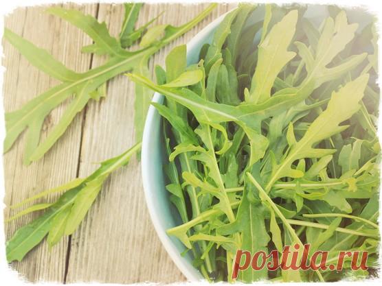 Чем полезна руккола для нашего здоровья - секреты ароматной травы