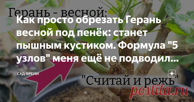 Как просто обрезать Герань весной под пенёк: станет пышным кустиком. Формула 