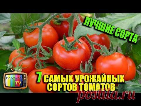 САМЫЕ УРОЖАЙНЫЕ СОРТА ТОМАТОВ (ЛУЧШИЕ СОРТА ТОМАТОВ)
