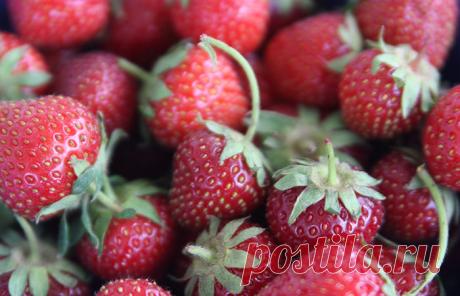 КЛУБНИКА ПОЗДНЯЯ: ЛУЧШИЕ СОРТА