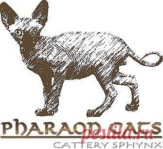 Pharaon Cats - питомник канадских сфинксов