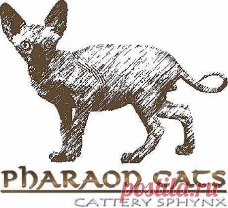 Pharaon Cats - питомник канадских сфинксов