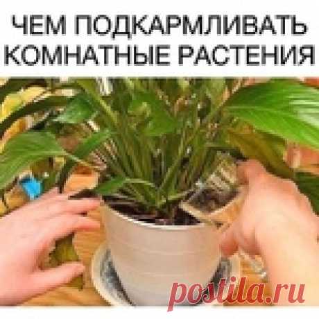 Чем подкармливать комнатные растения, чтобы они хорошо росли