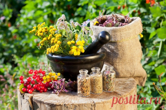 Как правильно заготавливать лекарственные растения... 
Есть и определенная логика сбора. Если запасают семена, плоды, то лучше это делать в период их полной спелости, не пропустив, однако, момента их осыпания естественным путем. Если это цветы, листья, т…