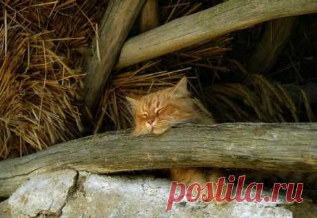 Забавные коты и кошки ← Картинки и фото на Ануб.Ру