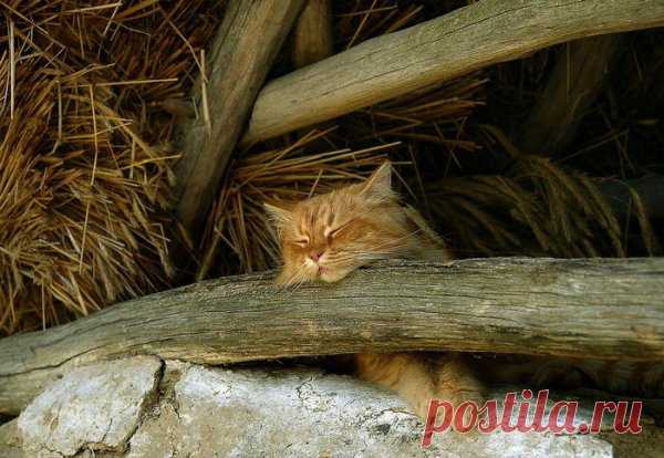 Забавные коты и кошки ← Картинки и фото на Ануб.Ру