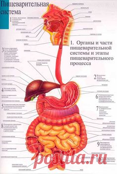 ПИЩЕВАРИТЕЛЬНАЯ СИСТЕМА