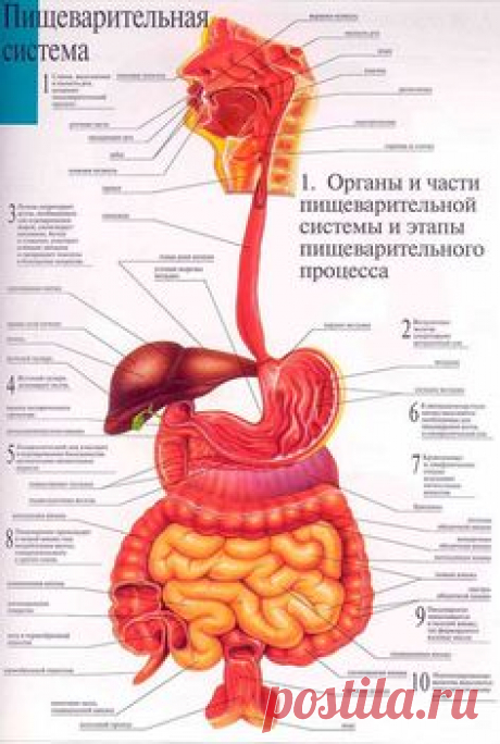 ПИЩЕВАРИТЕЛЬНАЯ СИСТЕМА