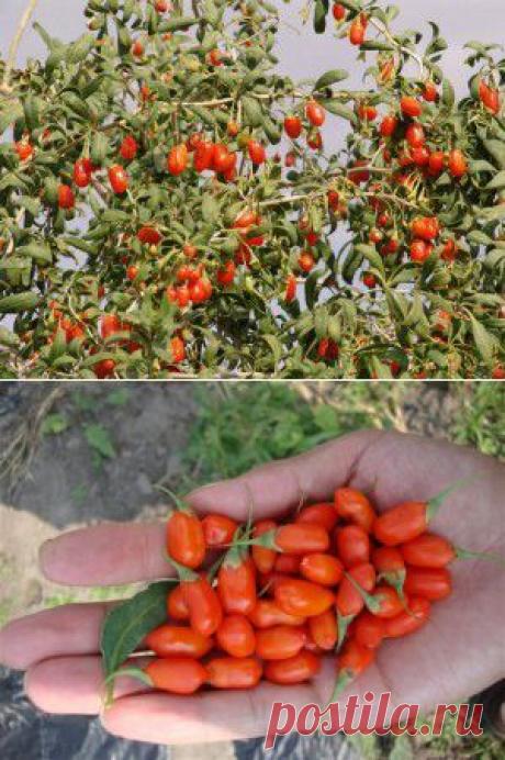 Ягода Годжи: как вырастить средство от 1000 болезней | АгроБизнесКонсалт это агроновости, обзор агрорынка, все о животноводстве, свиноводстве, птицеводстве, растениеводстве, агротехнике, ветеринарии, агрохимии, зерне, комбикормах, сельском хозяйстве, фермер.