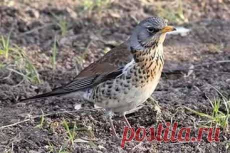 птицы подмосковья фото и описание: 5 тыс изображений найдено в Яндекс.Картинках