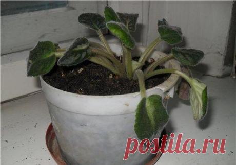 Почему появились и что делать с вялыми листьями у фиалки Основные причины
Иногда можно наблюдать ситуацию, когда начинают вянуть, пропадать нижние листья у фиалок. Причем в то время, когда нижние листья становятся вялыми и мягкими, с верхней частью растения...